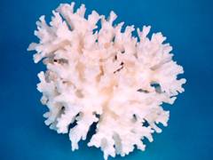Кораллы или кварцит из Египта