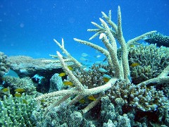 Австралия. Кораллы Большого Барьерного рифа.